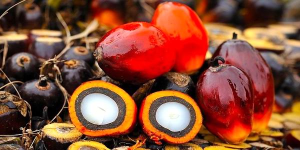 Frutti della palma da olio
