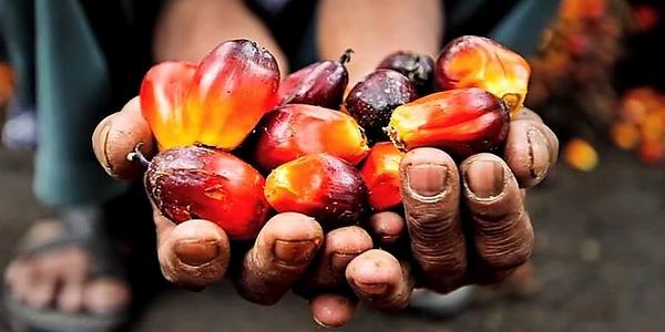 Una manciata di frutti dai quali ricavare olio di palma