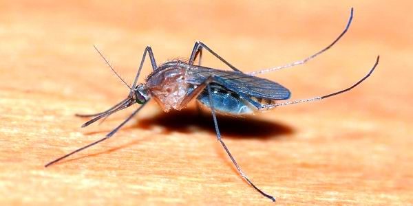 Piante repellenti anti-zanzare