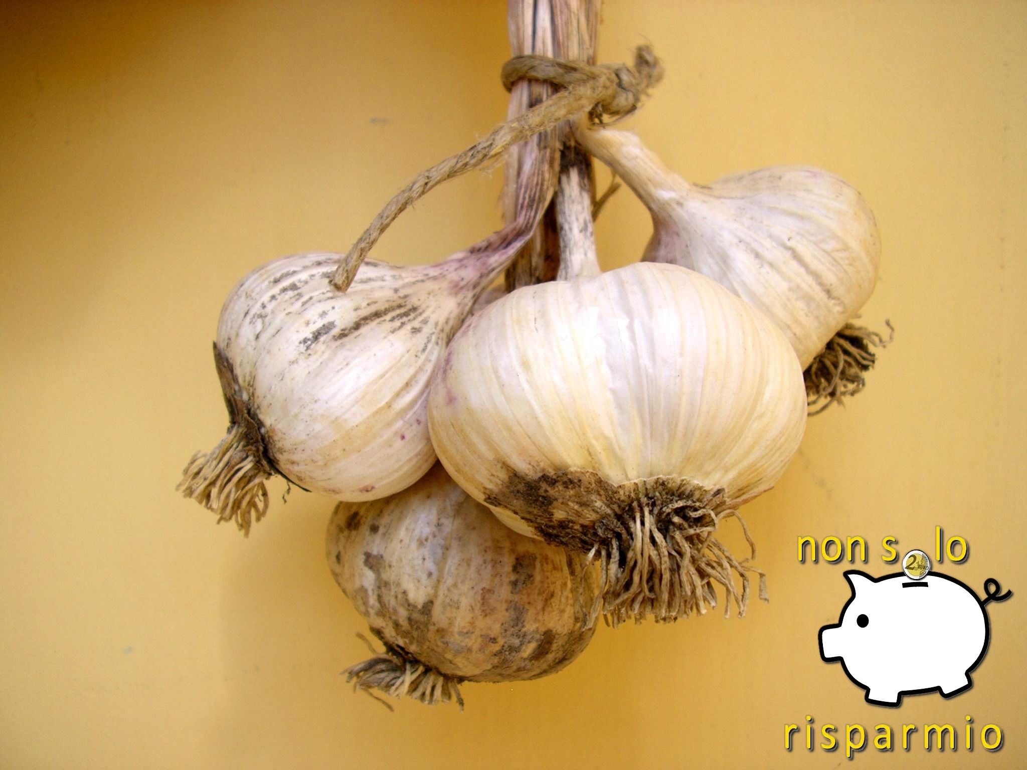 Come coltivare l'aglio in vaso (foto M. Cuomo)