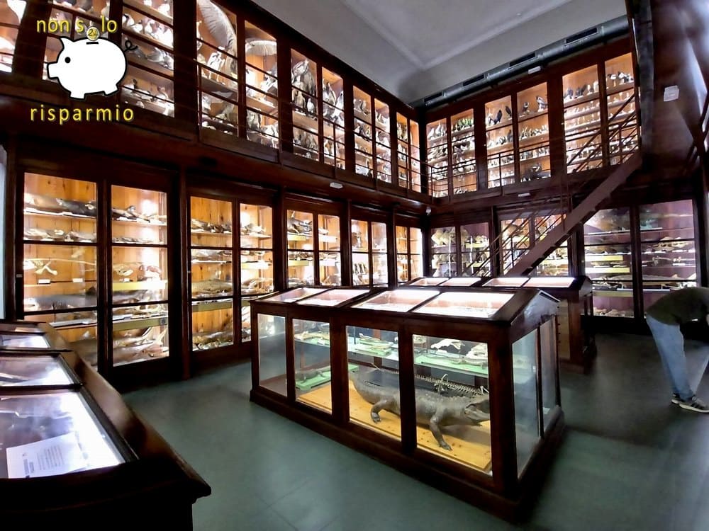 Interno del Museo Zoologico Pietro Doderlein di Palermo con grandi vetrine d'epoca in legno scuro disposte su due livelli e teche centrali contenenti rettili e campioni tassidermizzati.