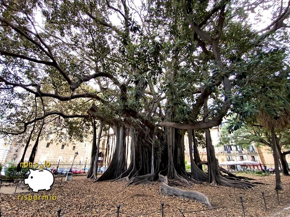 Maestoso e monumentale Ficus macrophylla secolare con imponenti radici aeree e un'ampia chioma di rami intricati in un parco cittadino.